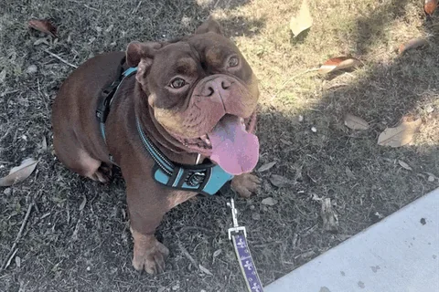 Petunia sitting in the shade under a tree, panting with her tongue out, looking up at the camera.